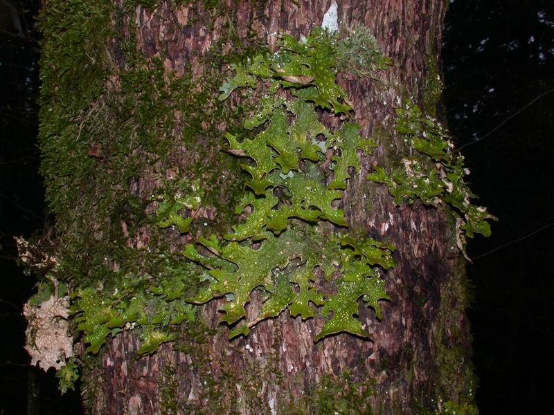 Lobaria pulmonaria